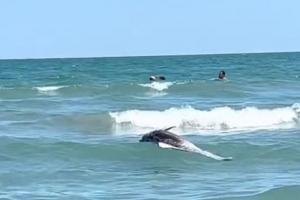 Imagine dezolantă în Mamaia: Un delfin mort, printre turiştii care se bălăceau în apă