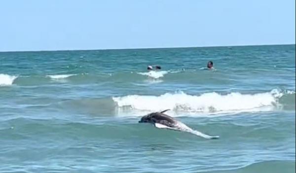 Imagine dezolantă în Mamaia: Un delfin mort, printre turiştii care se bălăceau în apă