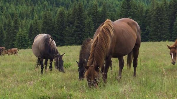 Singura herghelie din România care crește rasa de cai huțuli. Turiştii sunt atraşi de acest loc special