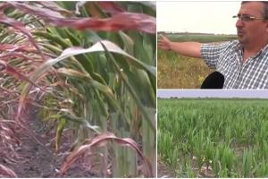 "Ei vor avea porumb de 12-13 tone, noi nu facem nimic!". Ungurii irigă cu apă din Mureş, în timp ce fermierii arădeni își plâng de milă, din cauza secetei