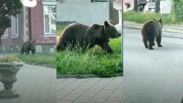 Un urs a fost filmat lângă secţia de poliţie din Bușteni. Localnicii au primit avertizare RO-Alert abia după 15 minute