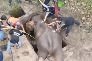Operaţiune emoţionantă de salvare pentru un pui de elefant şi mama lui, prinşi într-o capcană, în Thailanda