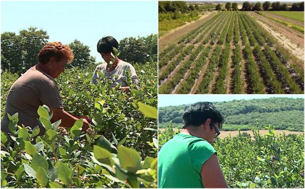 Afacerea cu care producătorii români au dat lovitura. Un singur hectar cultivat aduce câştiguri de peste 20.000 de euro