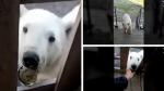 Imagini dramatice în Siberia. Un urs polar şi-a prins limba într-o conservă metalică şi "a cerut" disperat ajutorul oamenilor