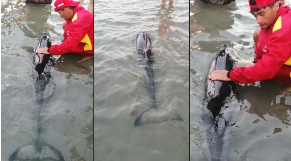 Intervenţie specială pe o plajă din Mamaia. Salvamarii şi pompierii s-au mobilizat pentru a salva un pui de delfin