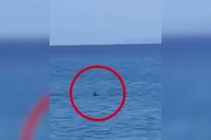 Panică pe o insulă grecească. Un rechin de aproape 3m a fost observat înotând la doar 15m de ţărm