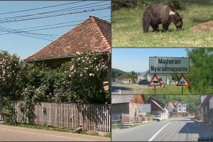 O familie din Mureș, despăgubiri de 240.000 de euro de la Ministerul Mediului, după ce tatăl a fost ucis de urs