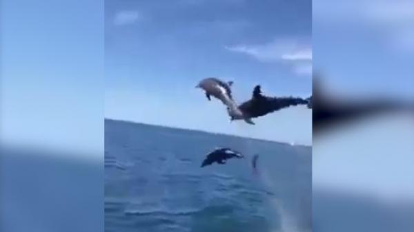 Spectacol inedit oferit de delfini turiștilor care au ajuns în Rodos. Apele insulei sunt preferatele mamiferelor