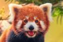 O femelă de urs panda roşu, specie pe cale de dispariţie, a născut un pui sănătos, la un ZOO din UK