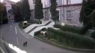 O ursoaică a fost surprinsă în timp ce se plimba prin campusul universitar din Petroşani