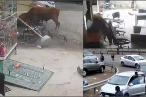 Un taur furios a devastat terasa unui restaurant din Peru, după ce a scăpat din camionul care îl ducea la abator