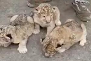 Trei pui de leu, la Grădina Zoologică din Brăila. Micuţii s-au născut în captivitate şi sunt perfect sănătoşi