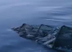 Delta Dunării, distrusă de braconieri: Mii de peşti morţi, găsiţi în plasele de pescuit