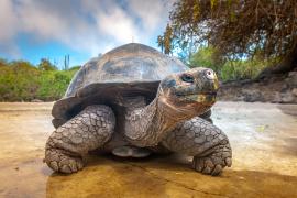Ţestoase de Galapagos, măcelărite în Ecuador. Anchetă după ce rămăşiţele a 4 broaşte gigantice au fost găsite