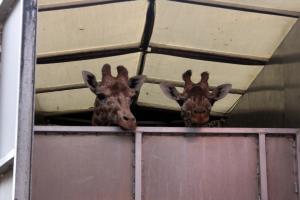 Grădina zoologică din Târgu Mureș se laudă cu două noi vedete: Pumpkin și Kamala, singurele girafe din România