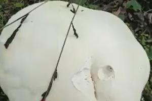 Surpriză uriaşă pentru o femeie din Târgu Jiu. A descoperit în grădină ciuperci gigant: sunt un adevărat elixir al sănătăţii