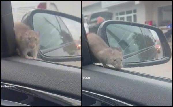 Momentul în care un şobolan îi sare unui tânăr pe maşină, în timp ce conduce prin cartierul Militari, în Bucureşti