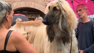 "Dracula Dog Show", un spectacol pentru iubitorii de animale, în Târgu Mureş. Sute de câini din 40 de ţări au defilat cu mândrie