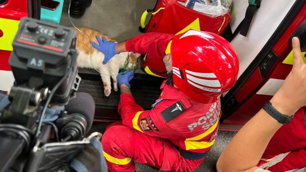 Pisicuţă salvată din incendiu, într-un bloc din Voluntari. Animalul a avut nevoie de mască de oxigen, pentru că abia mai respira