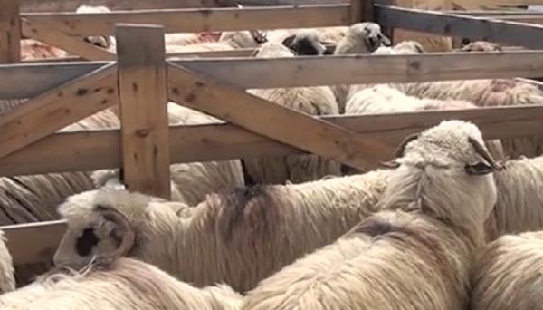 Coborâtul oilor, o tradiție de secole, respectată în Alba. Ciobanii își pregătesc turmele pentru iarnă