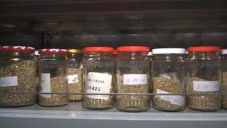 Aproximativ 25.000 de varietăți de semințe, păstrate la Banca de Resurse Genetice Vegetale, din Suceava: "E un tezaur pe care nu îl mai găsim în altă parte"