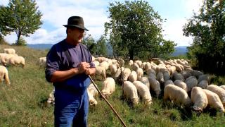Creșterea animalelor, o afacere tot mai proastă pentru români. Fermierii forțați să vândă sau să se mute în țări care dau subvenții mai mari