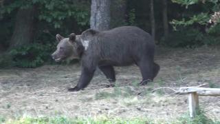 Cioban atacat de urs, într-o pădure din Curtea de Argeş. Omul a vrut să-și salveze oaia luată din țarc de animal