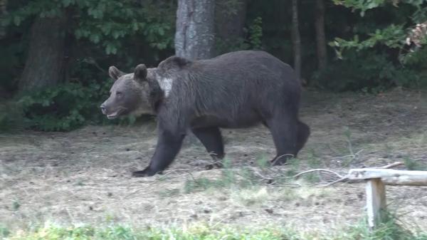 Cioban atacat de urs, într-o pădure din Curtea de Argeş. Omul a vrut să-și salveze oaia luată din țarc de animal