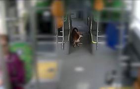 Biki, câinele care adoră să meargă cu autobuzul prin Iaşi. De câteva zile este călător fără bilet
