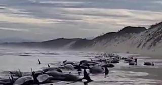 Sute de balene au eşuat pe o plajă din Tasmania, iar multe dintre ele au murit. Imagini sfâşietoare