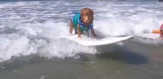 Concurs de surfing pentru câini, în California. Evenimentul are loc anual, iar banii strânşi sunt investiţi în adăposturi pentru animale