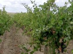 Câțiva bucureșteni au investit în pământurile dobrogene pentru a face un vin unic în lume. Natura și fazele Lunii joacă roluri importante în producerea sa