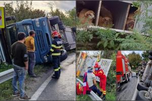 Un camion cu 450 de oi s-a răsturnat în Vâlcea. Șoferul TIR-ului a ajuns la spital.  Mai multe animale au murit