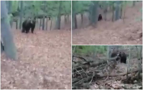 "Hei! Martinel, vino aici". Un bărbat inconştient din Gorj a agasat un urs, după ce a dat nas în nas cu el în pădure