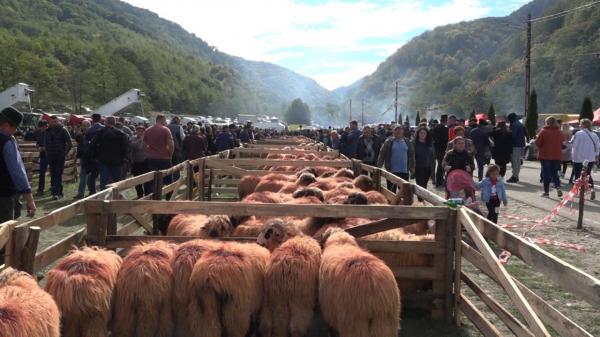 România, pe locul doi în Europa la numărul de ovine, însă meseria de cioban e pe cale de dispariție