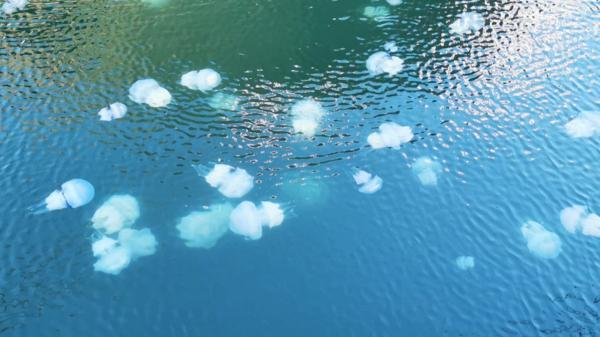 Invazie de meduze pe litoral. Mii de exemplare au apărut în ultimele zile în largul Mării Negre