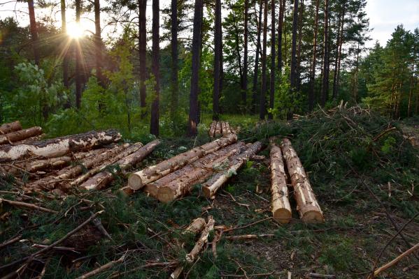 Cum a reușit mafia lemnului din România să fenteze aplicația SUMAL 2.0. Polițiștii i-au urmărit de mai bine de un an