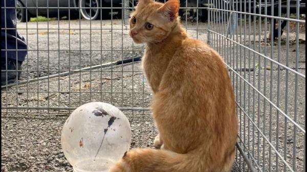O pisicuţă neastâmpărată a rămas blocată într-un borcan. Trecătorii din Boston s-au mobilizat imediat să o salveze
