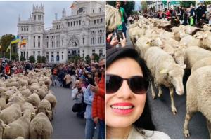 Mii de oi au ocupat străzile din Madrid, în drum spre păşunile de iarnă. Localnicii şi turiştii s-au aliniat ca la spectacol