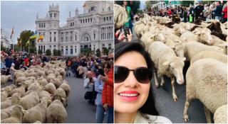 Mii de oi au ocupat străzile din Madrid, în drum spre păşunile de iarnă. Localnicii şi turiştii s-au aliniat ca la spectacol