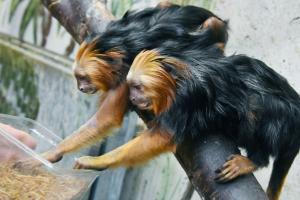 Două exemplare din cea mai mică specie de maimuţe din lume s-au născut la Grădina Zoologică din Sibiu. Fiecare maimuţă cântăreşte, în prezent, doar 15 grame