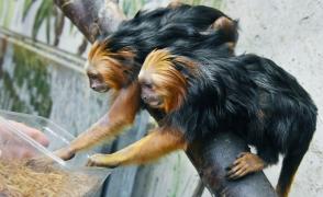 Două exemplare din cea mai mică specie de maimuţe din lume s-au născut la Grădina Zoologică din Sibiu. Fiecare maimuţă cântăreşte, în prezent, doar 15 grame