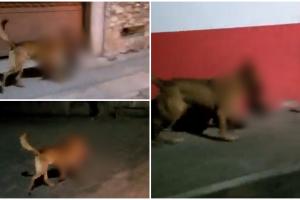 Un câine maidanez, filmat în timp ce se plimbă pe stradă cu un cap de om în gură. Cadavrul bărbatului a fost găsit lângă un ATM din Mexic