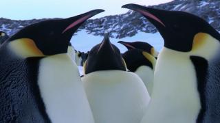 Pinguinii imperiali din Antarctica, în pragul dispariției din cauza încălzirii globale. Banchizele pe care se adăpostesc se topesc