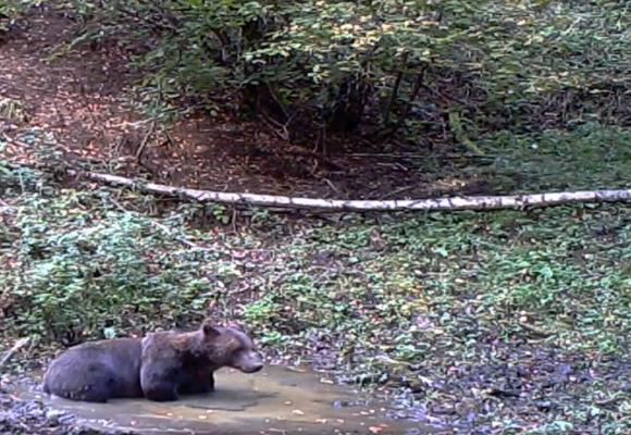 Imagini inedite în Masivul Şureanu. Zeci de mistreţi şi urşi, surprinşi în timp ce se bălăceau într-o baltă