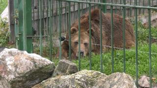 Animalele de la Grădina Zoologică din Oradea se pregătesc de iarnă. De ce condiţii au nevoie ca să reziste la temperaturile scăzute