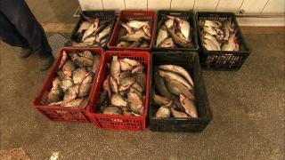 N-are balta peşte. Pescarii se plâng că au capturi atât de mici încât nu-şi scot nici banii de benzină: Bursa de Peşte de la Tulcea, un eşec răsunător