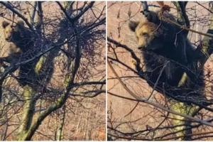 Mesaj Ro-Alert după ce un urs a fost văzut în cimitirul din Azuga. Animalul a petrecut mai multe ore urcat într-un copac