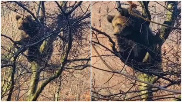 Mesaj Ro-Alert după ce un urs a fost văzut în cimitirul din Azuga. Animalul a petrecut mai multe ore urcat într-un copac