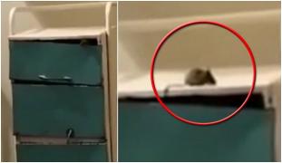 Șoarece filmat în salonul unui spital din Sălaj. Se plimbă nestingherit printre pacienți și medici